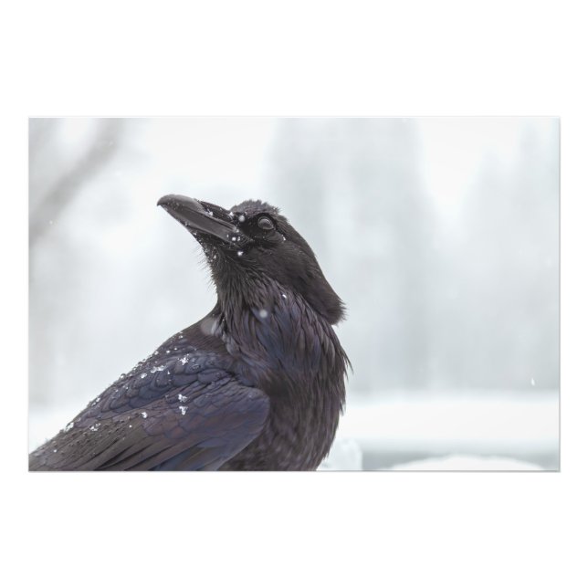 Raven in Snow Photo Print (Front)