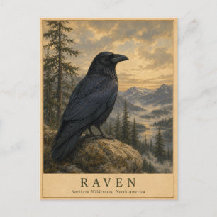 Raven Northern Wilderness VINTAGE Postcard