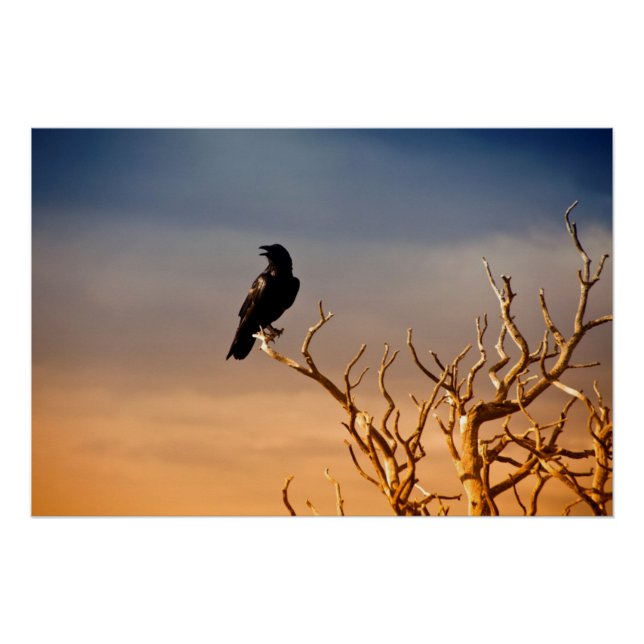 Raven on Sunlit Tree Branches, Grand Canyon Poster (Front)