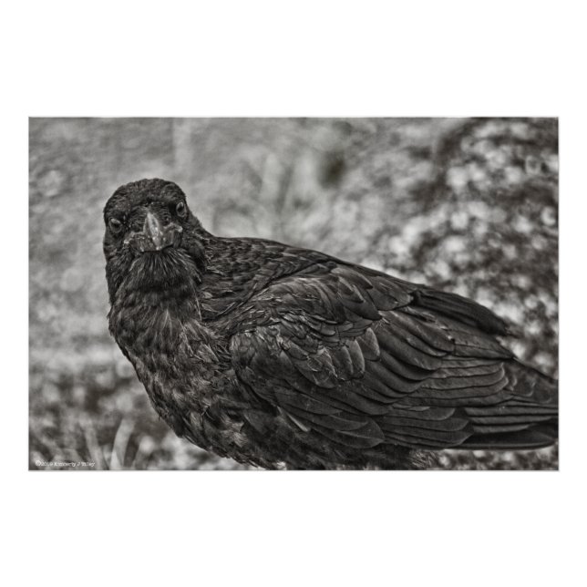 Raven P9239 Photo Print (Front)