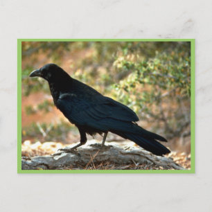 Raven Postcard