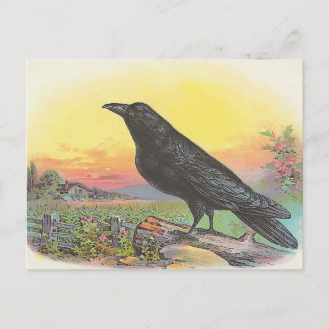 Raven Postcard (Front)
