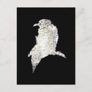Raven Postcard
