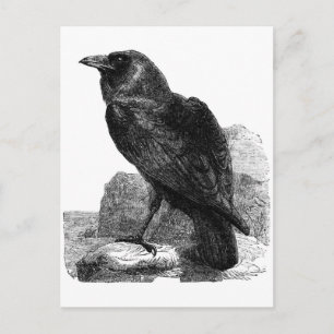 Raven postcard