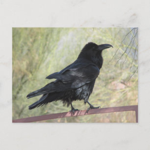 Raven Postcard