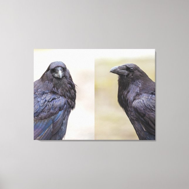 Ravens Canvas Print (Front)