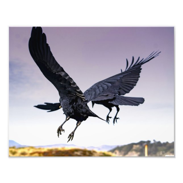Raven's in flight together photo print (Front)