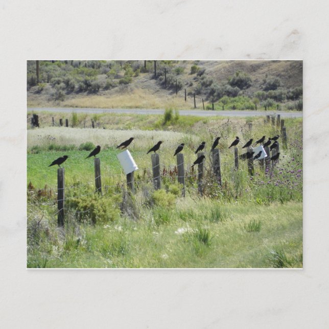 ravins sitting on fence postcard (Front)