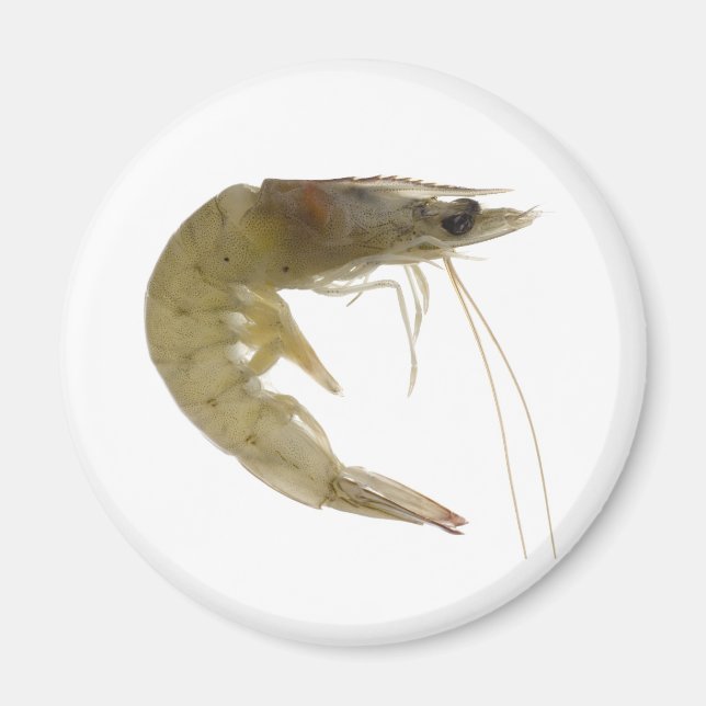 Raw grey prawn magnet (Front)
