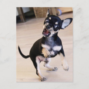 Rawr Postcard