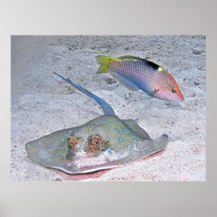 Ray and Wrasse Poster