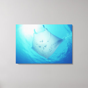 Ray Canvas Print
