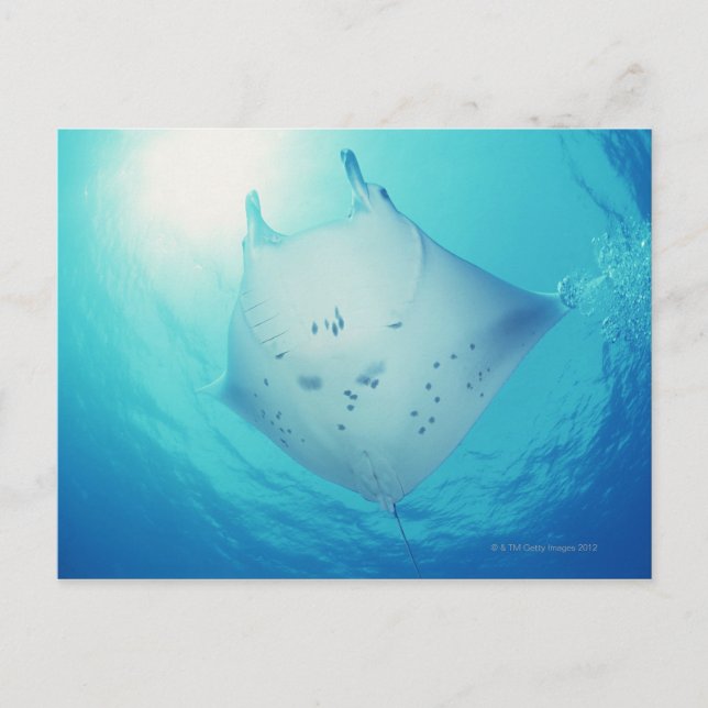 Ray Postcard (Front)