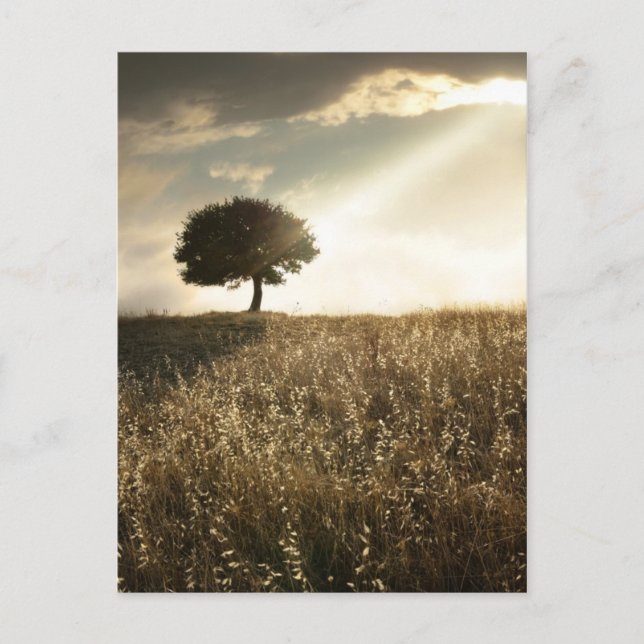 Rays of light break through the dramatic sky postcard (Front)