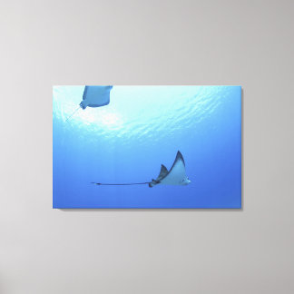 Rays swimming, Saipan, Northern Mariana Islands Canvas Print