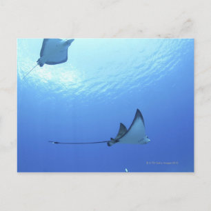 Rays swimming, Saipan, Northern Mariana Islands Postcard