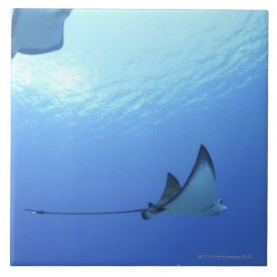 Rays swimming, Saipan, Northern Mariana Islands Tile