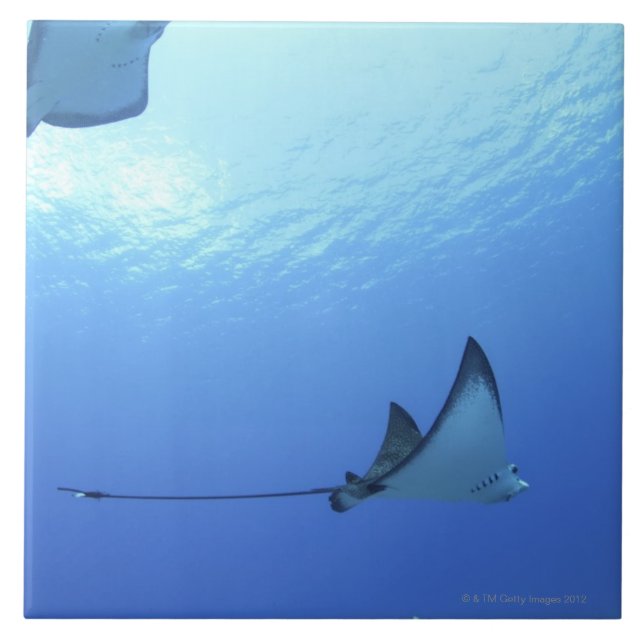 Rays swimming, Saipan, Northern Mariana Islands Tile (Front)