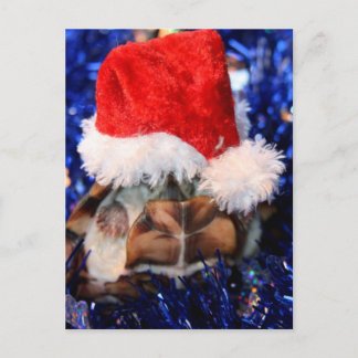 Razorbacked Musk Turtle, Santa Hat over head Holiday Postcard