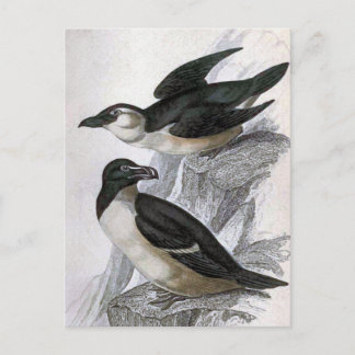 Razorbills Vintage Bird Illustration Postcard