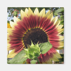 Razzmatazz Sunflower Magnet