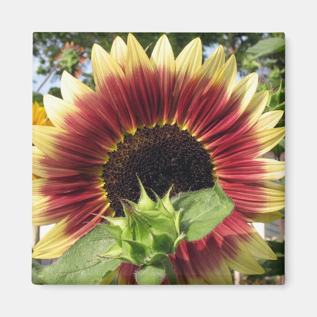 Razzmatazz Sunflower Magnet (Front)