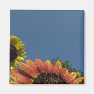 Reach for the sky! magnet