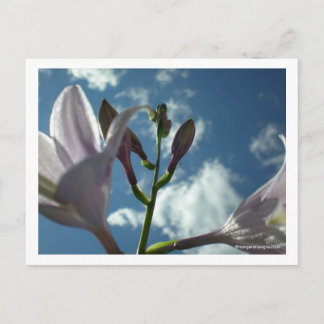 "Reach for the Sky" Postcard