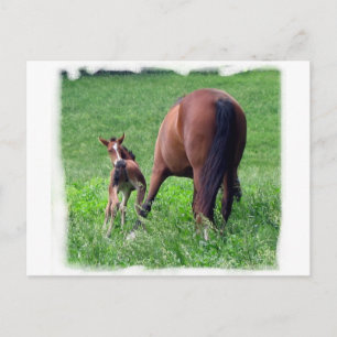 Reaching Foal with Mare Postcard