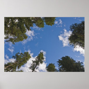 Reaching for the Skies Poster