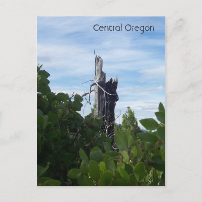 reaching postcard (Front)