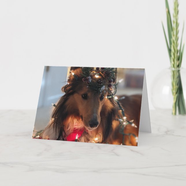  Ready for Christmas sheltie Card (Front)