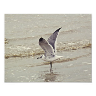 Ready for flight Photo Print