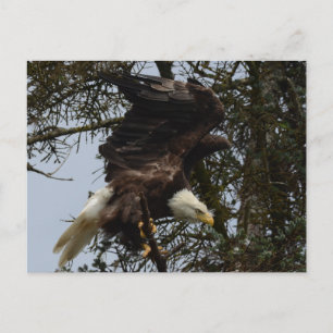 Ready for Flight Postcard