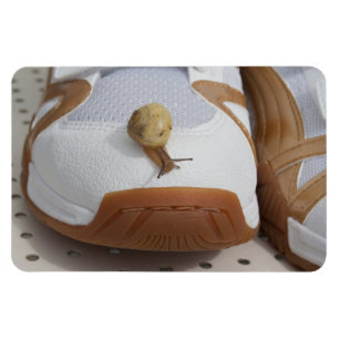 Ready For Snail Racing Magnet