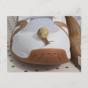 Ready For Snail Racing Postcard
