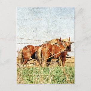 Ready For Work, Two Draught Horses Postcard