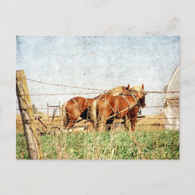 Ready For Work, Two Draught Horses Postcard (Front)