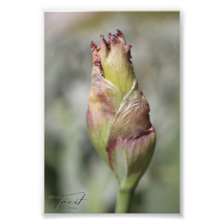Ready to Bloom - Purple Iris Photo Print