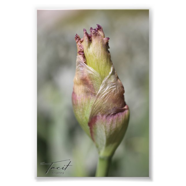 Ready to Bloom - Purple Iris Photo Print (Front)
