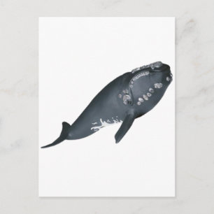 READY TO BREACH POSTCARD