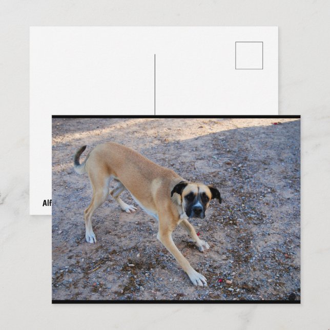 Ready to Play Postcard (Front/Back)