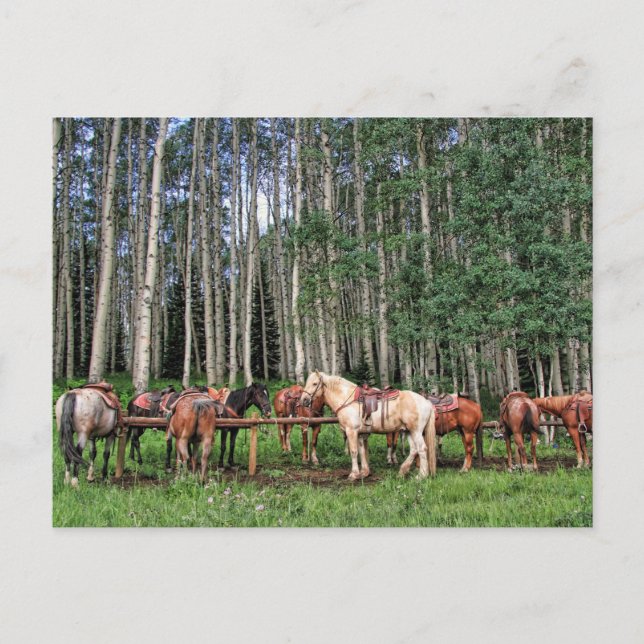 Ready To Ride Postcard (Front)