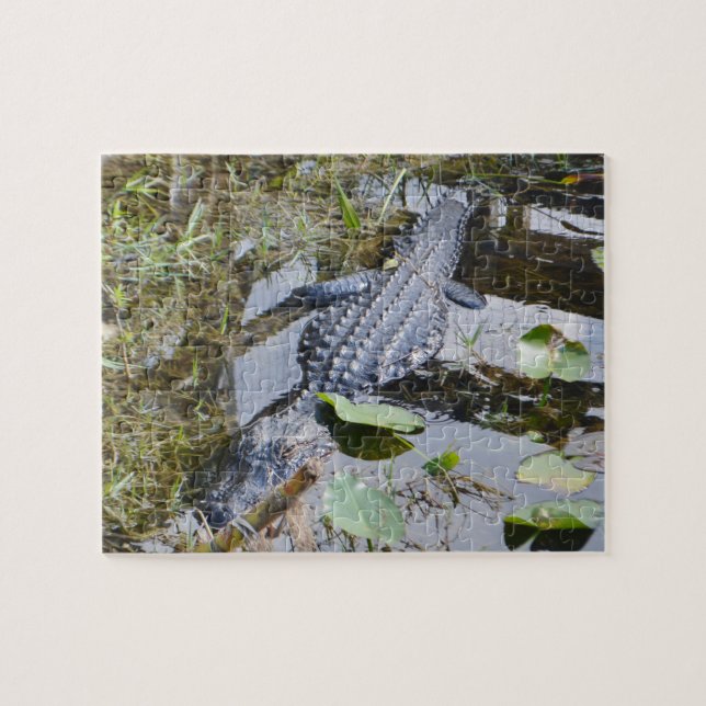Real alligator puzzle for the younger set! (Horizontal)