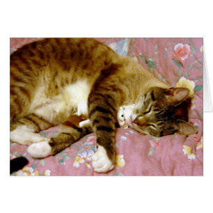 Real Cat, Fake Cat 2