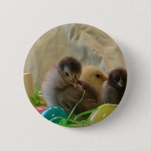Real Easter Chicks 6 Cm Round Badge
