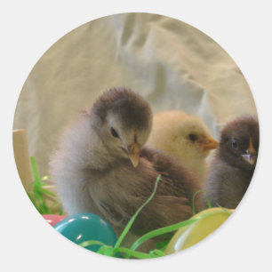 Real Easter Chicks Classic Round Sticker