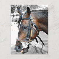 "Real Estate" ridden by Alex Solis