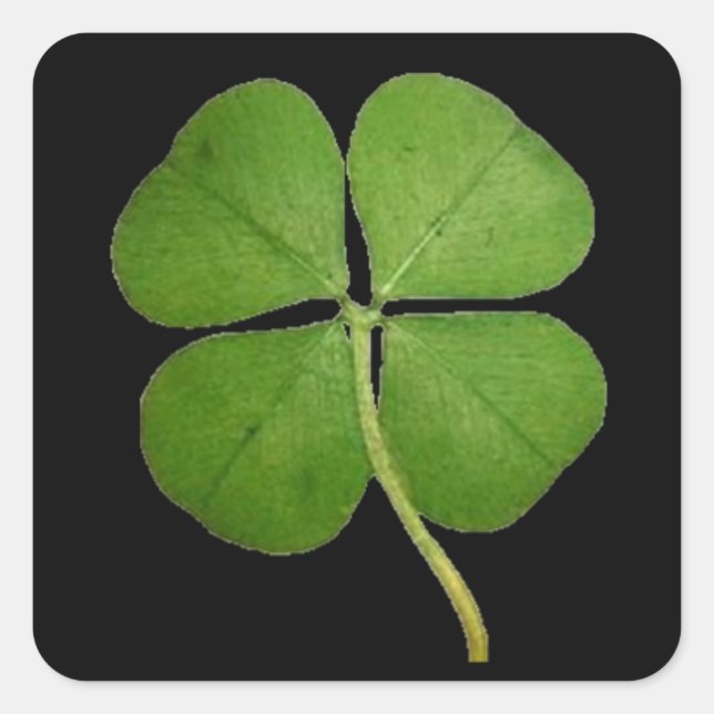 Real Four Leaf Clover Square Sticker (Front)