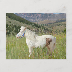 Real Miniature Horse in mountains wish Postcard